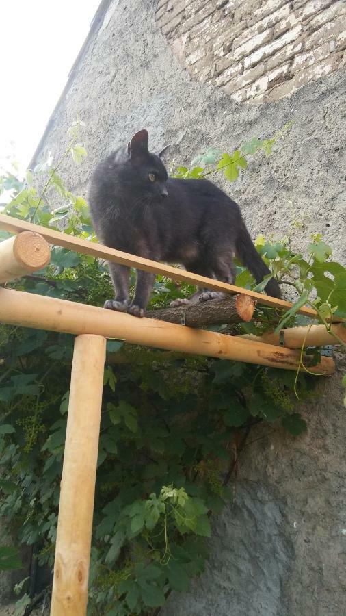 Lubiatow  Der Kleine Bauernhof Keine Arbeiter Zadnych Pracownikow 아파트 외부 사진